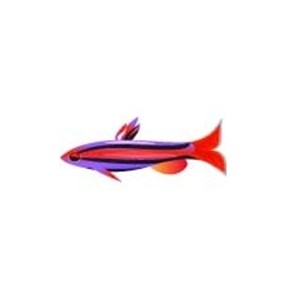 Mini Red Pencil Fish